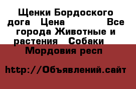 Щенки Бордоского дога › Цена ­ 60 000 - Все города Животные и растения » Собаки   . Мордовия респ.